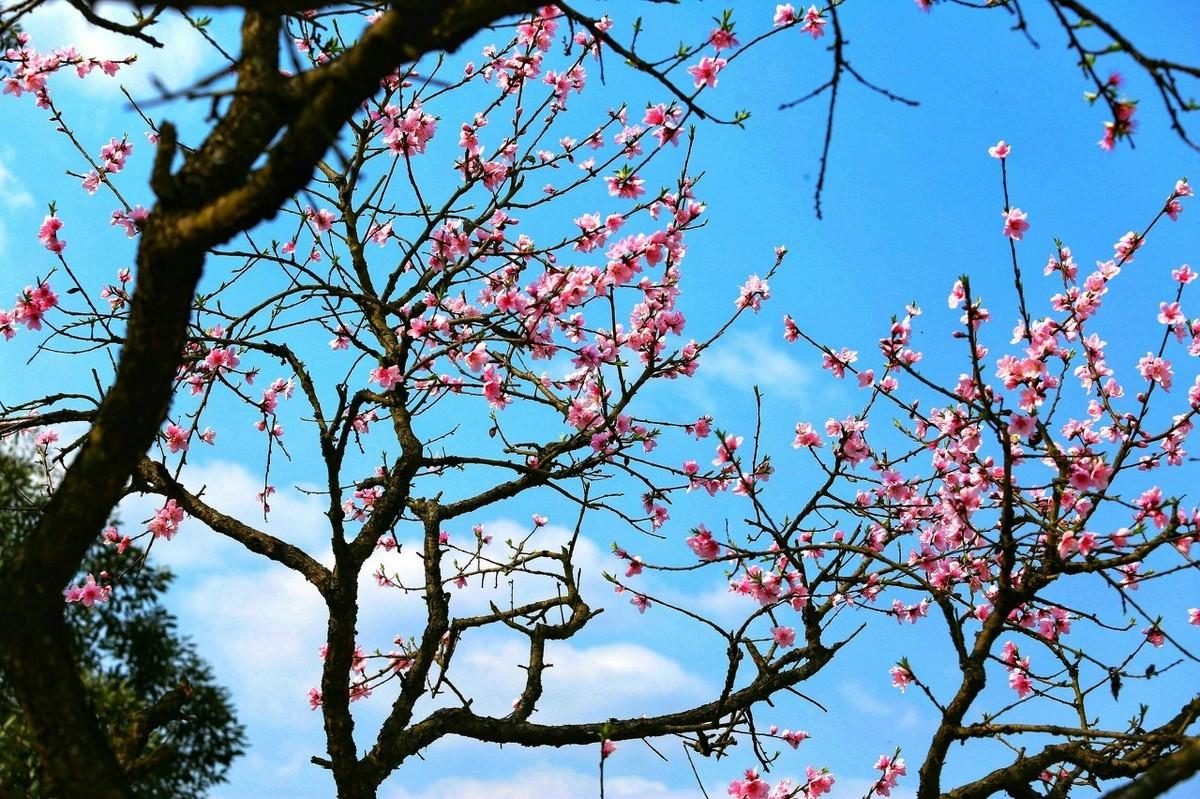 桃花经典诗词大全（5首名不见经传的唯美桃花古诗）