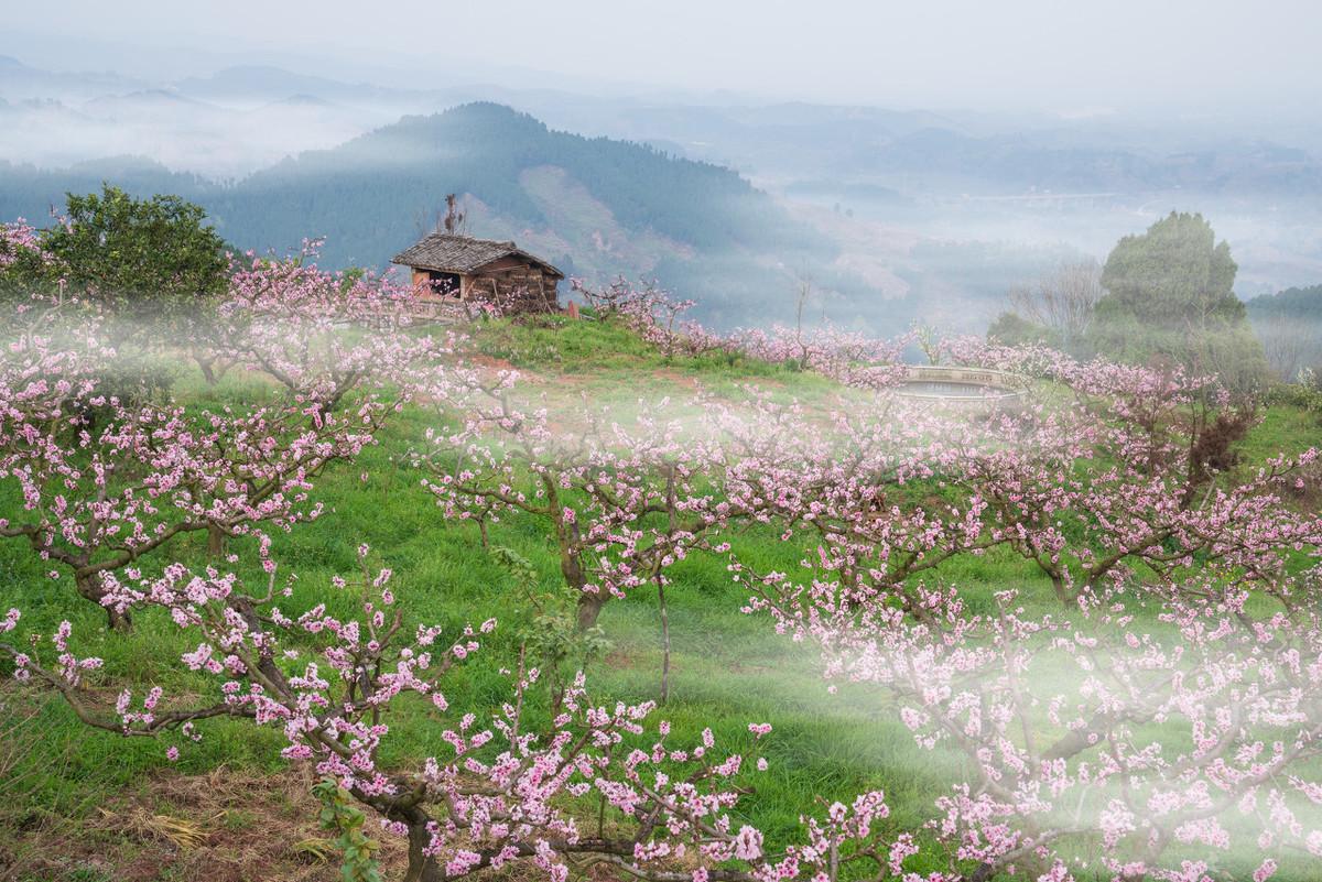 桃花经典诗词大全（5首名不见经传的唯美桃花古诗）