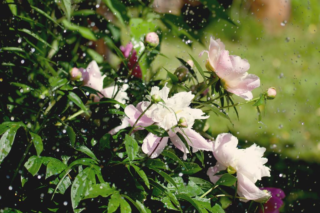 春雨经典诗词有哪些（10句经典春雨古诗）