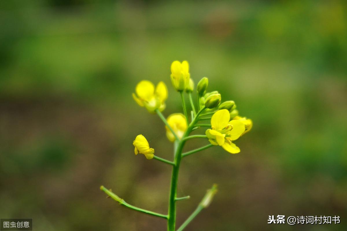 梨花风起正清明，游子寻春半出城（清明节31首古诗词）