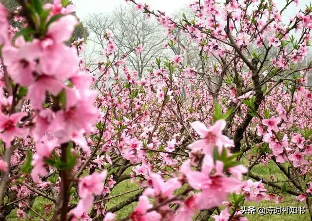 山泉散漫绕街流，万树桃花映小楼（唯美的桃花古诗15首）