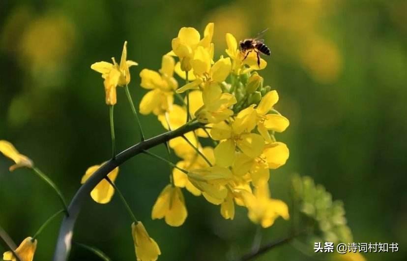 微雨众卉新，一雷惊蛰始（惊蛰古诗词12首）