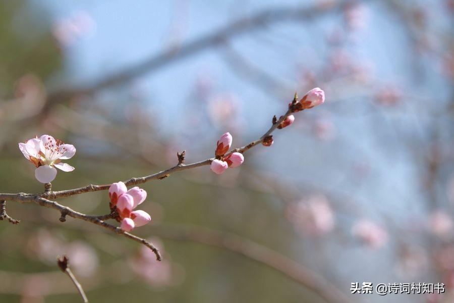 四时最好是三月，一去不回唯少年（推荐三月古诗词12首）