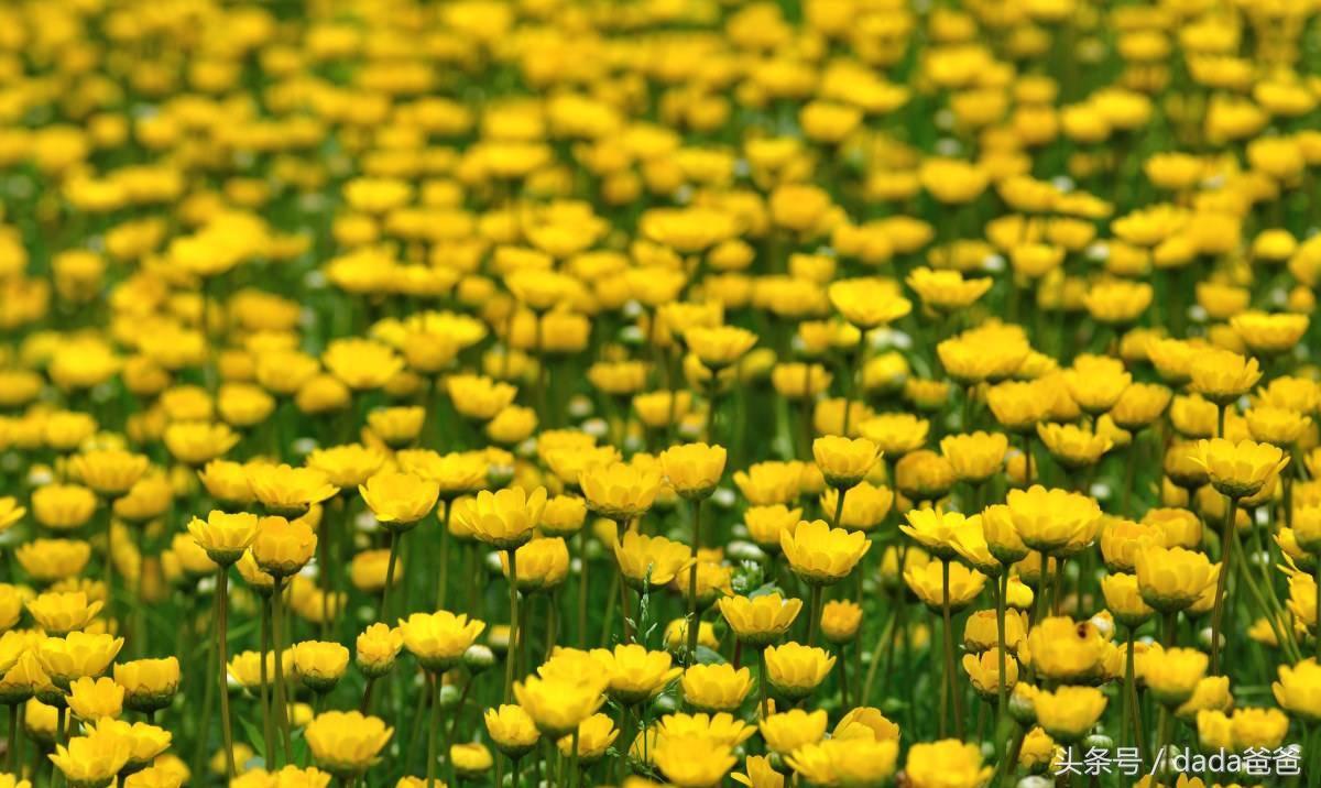 不是花中偏爱菊，此花开尽更无花（分享菊花古诗词27首）