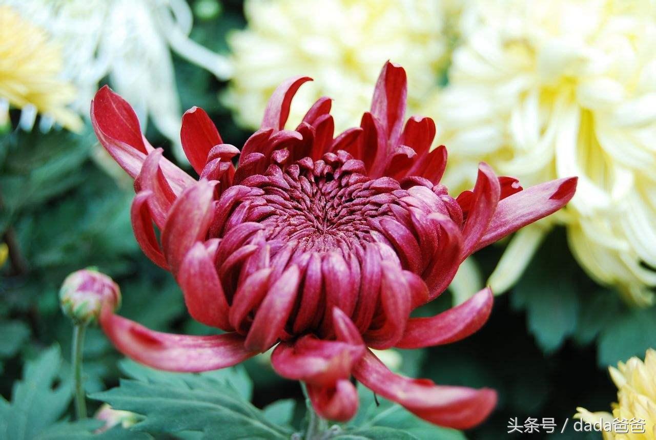 不是花中偏爱菊，此花开尽更无花（分享菊花古诗词27首）