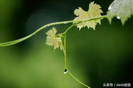 春雨诗词名句有哪些（描写春雨的古诗21首）