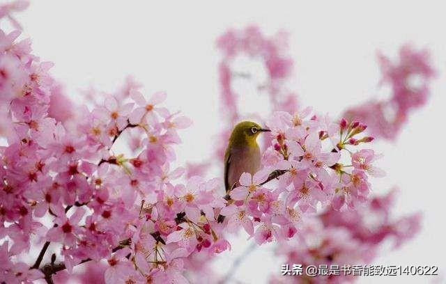 花香唯美古诗大全（10首描写鸟语花香的经典诗词）