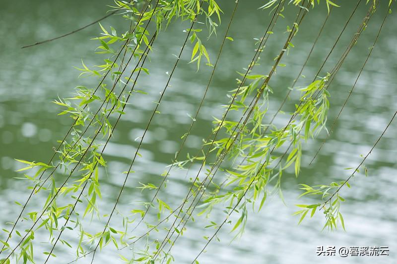 细雨如丝，绿柳如烟（30句优美的咏柳诗词）