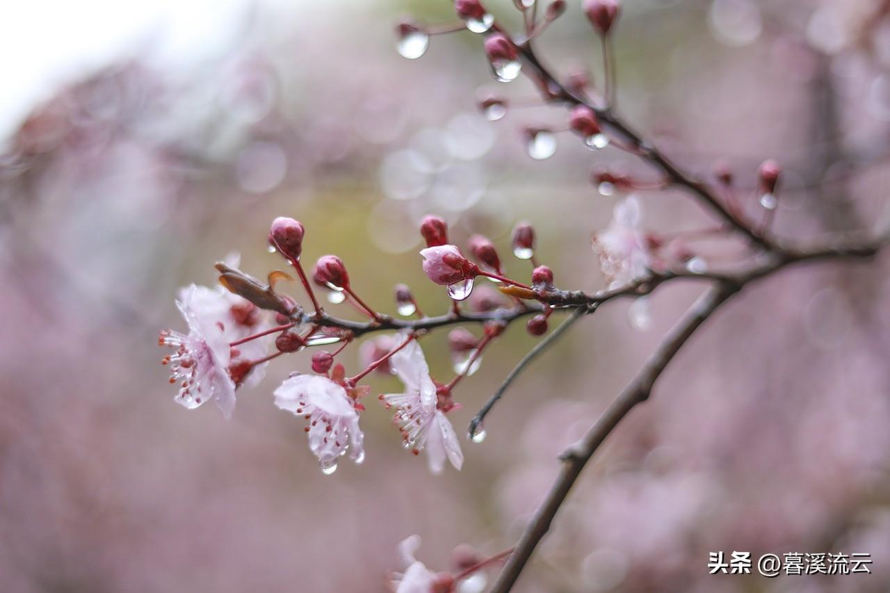 春雨唯美古诗大全（30句优美的春雨诗词）