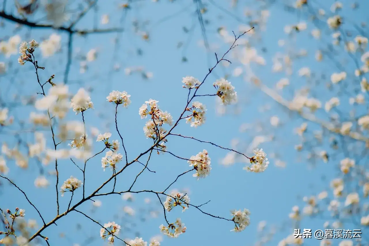 春雨路添花，花动一山春色（30句绝美春天赏花诗词）