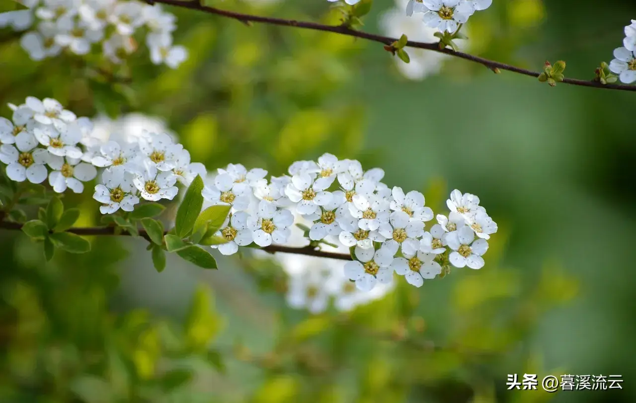 春雨路添花，花动一山春色（30句绝美春天赏花诗词）