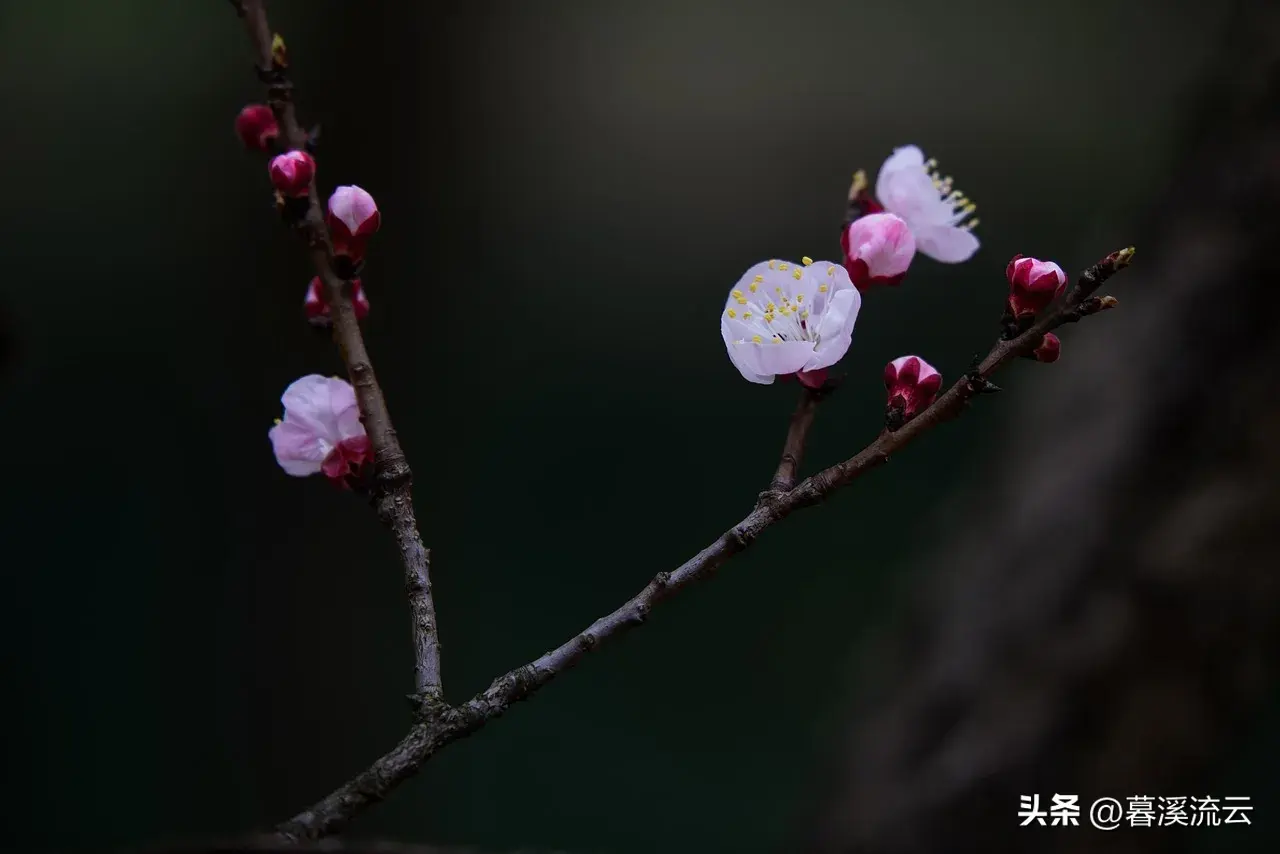 春雨路添花，花动一山春色（30句绝美春天赏花诗词）