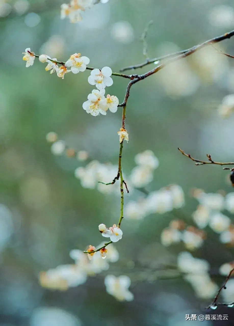 春雨路添花，花动一山春色（30句绝美春天赏花诗词）