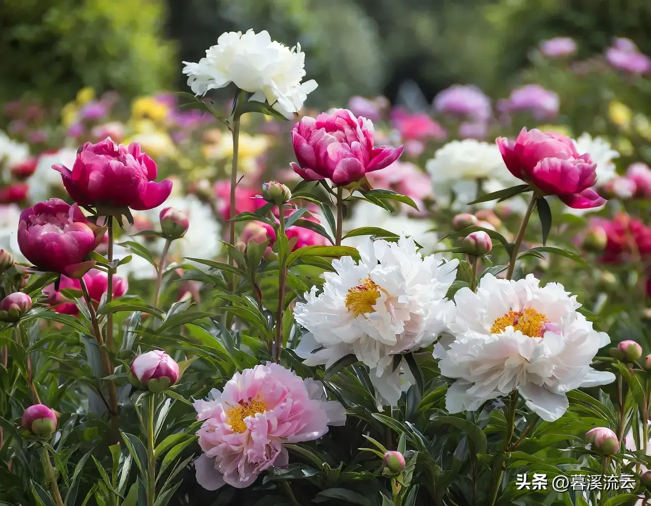 春雨路添花，花动一山春色（30句绝美春天赏花诗词）