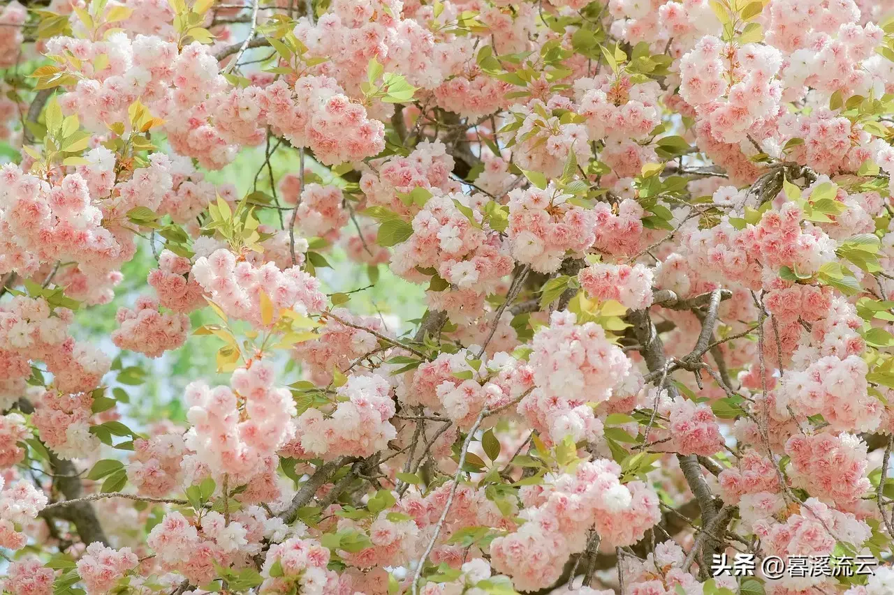 春雨路添花，花动一山春色（30句绝美春天赏花诗词）