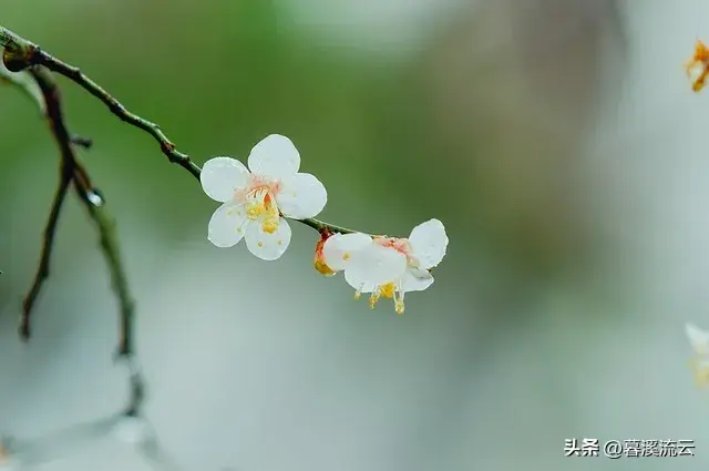 春雨路添花，花动一山春色（30句绝美春天赏花诗词）