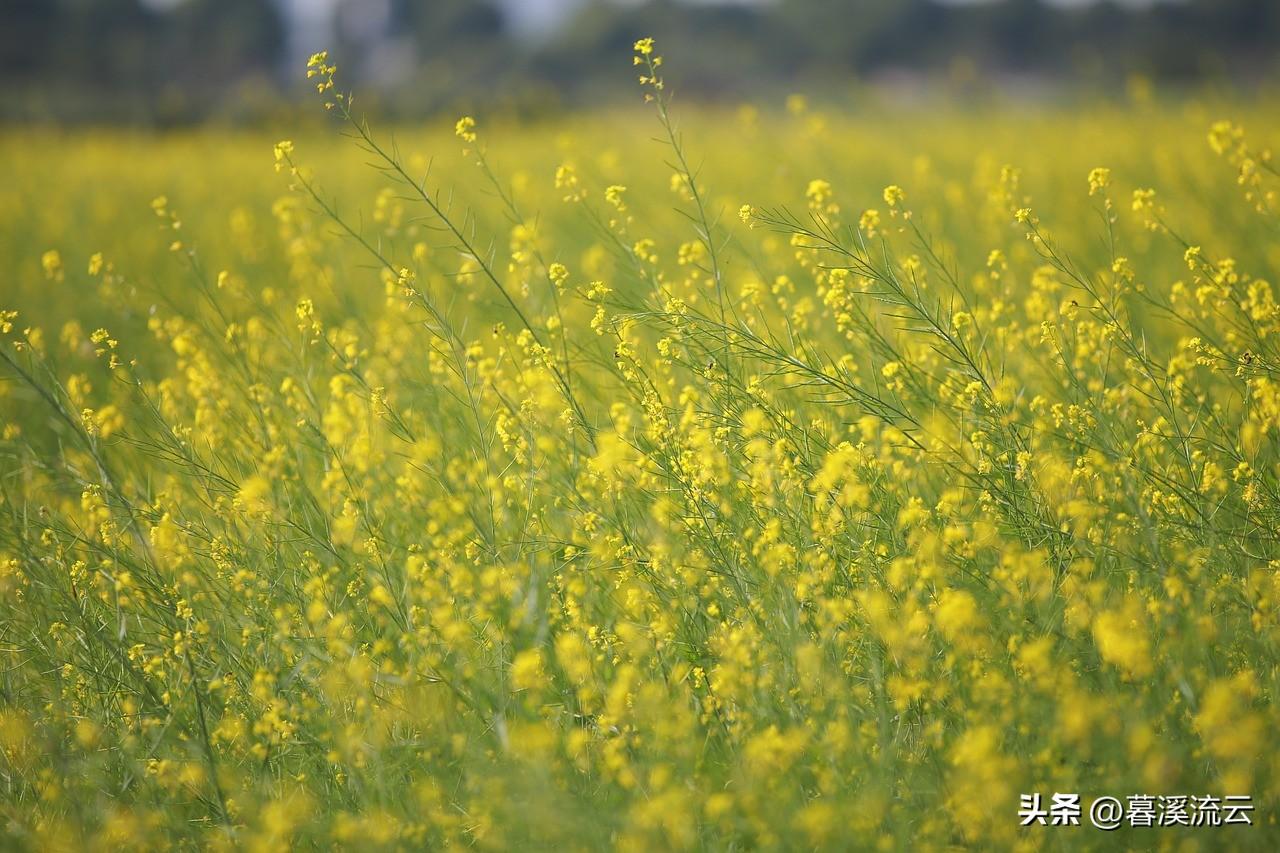 春雨路添花，花动一山春色（30句绝美春天赏花诗词）