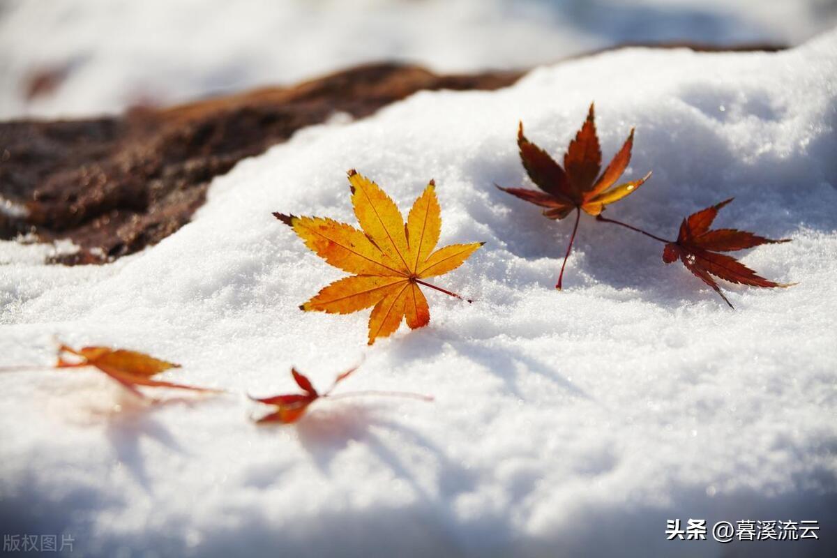 形容冬日寒冷的绝美诗词（六首治愈的冬日诗词）