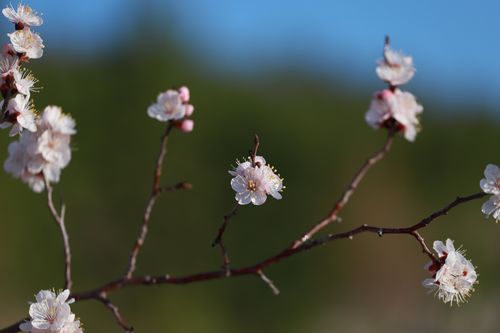 有关杏花的唯美说说（春风十里，杏花烟雨）