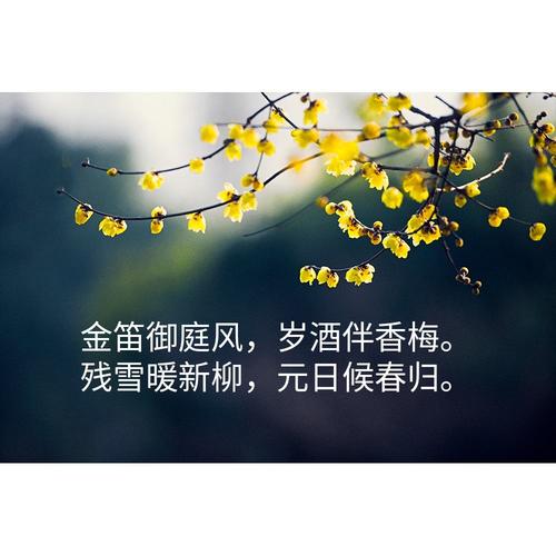 有没有关于迎春花的古诗（春天的诗句——迎春花）