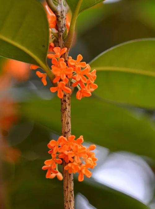 关于桂花香的心情说说（桂花香，唯美满溢）