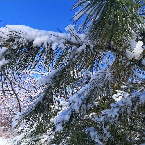 描写春天雪的诗句古诗大全（春日雪景为何如此美丽）