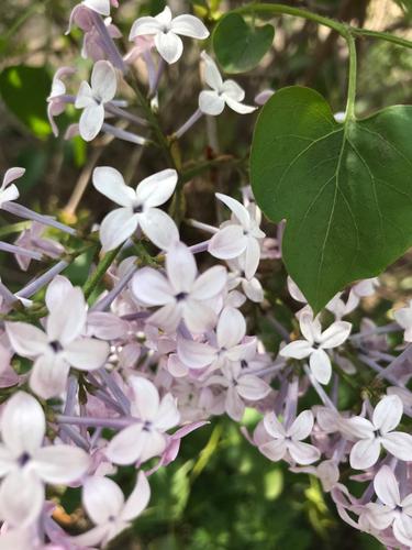 赞美丁香花的优美诗句十个字（丁香花的优雅唯美诗句）