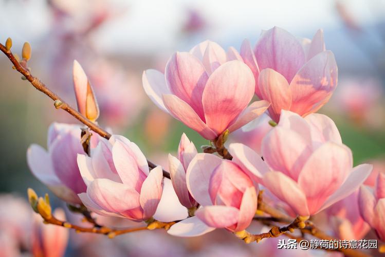 有关玉兰花的唯美诗句的句子有哪些（白如玉玉兰花的美丽）