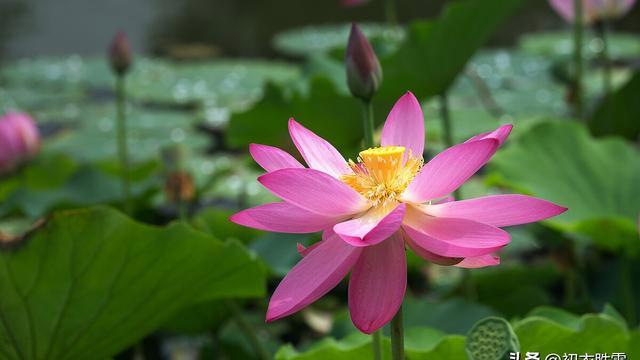 夏天的诗句短句唯美（夏日芳华：一场唯美的诗意盛宴）