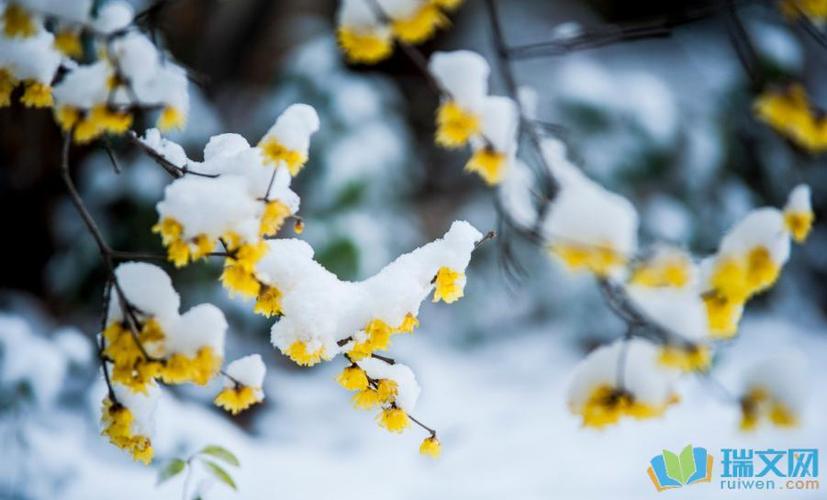 关于雪的句子唯美（雪之美——一场银装素裹的视觉盛宴）