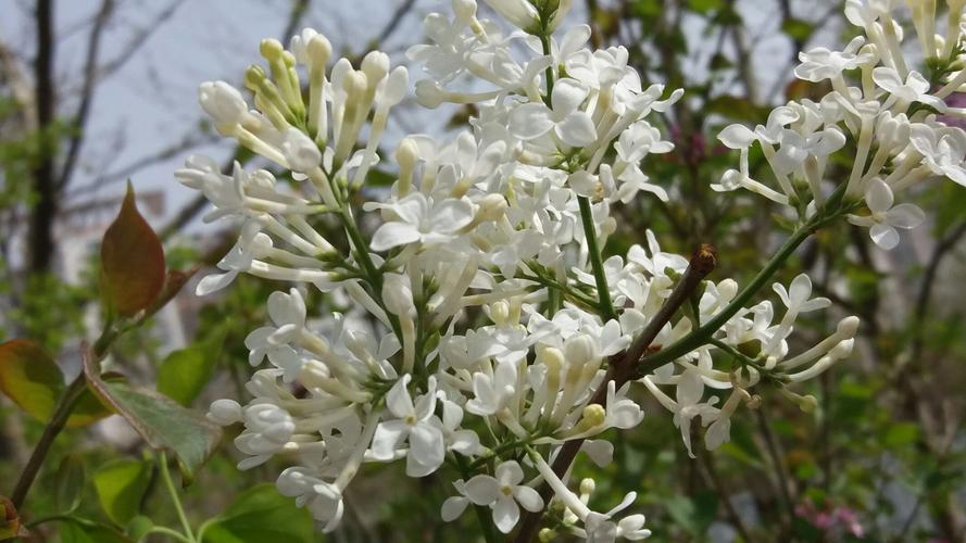 赞美丁香花的诗句千古名句（丁香花的优雅之美）