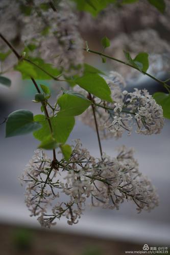 赞美丁香花的诗句千古名句（丁香花的优雅之美）