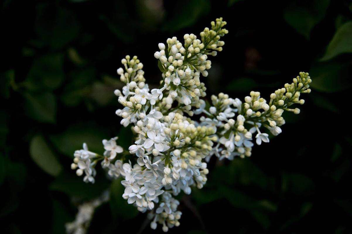 赞美丁香花的诗句千古名句（丁香花的优雅之美）