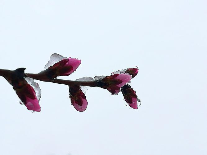 春雪的优美诗句（春雪轻舞，美丽如诗）