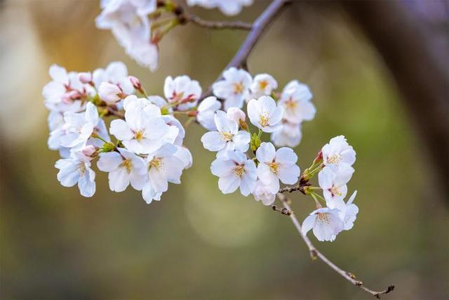 形容花香的诗句一句（《花香之美》）