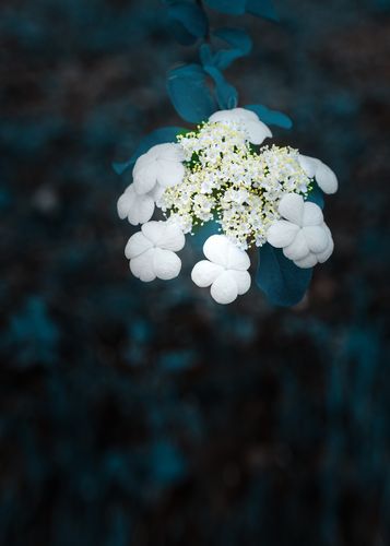 琼花的诗词（琼花之美）