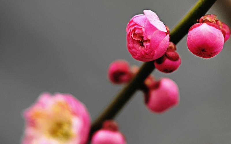 有关赞美梅花的优美唯美诗句的好句子（梅花诗篇）