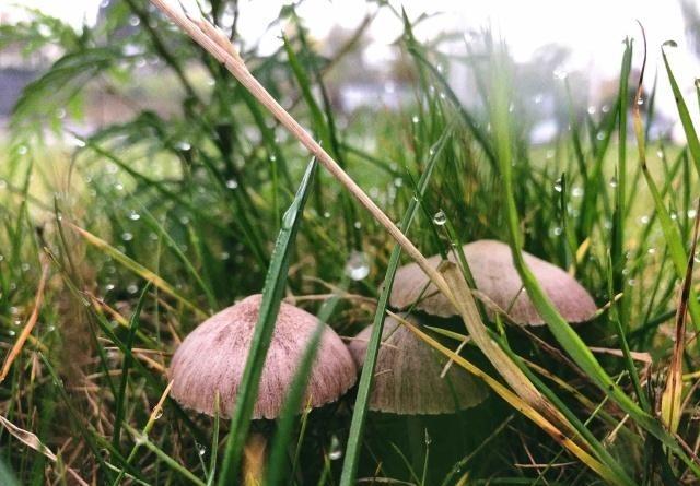 求关于雨的唯美诗句或句子（雨落心间）