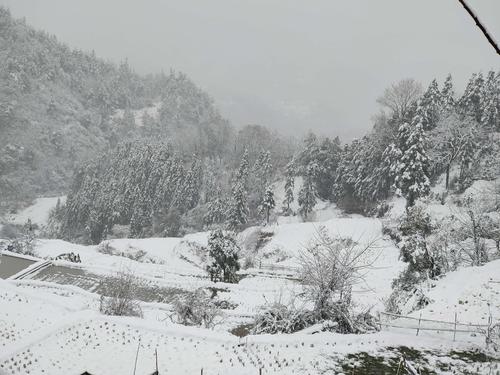 形容大雪纷飞的诗句有什么（雪落纷飞）