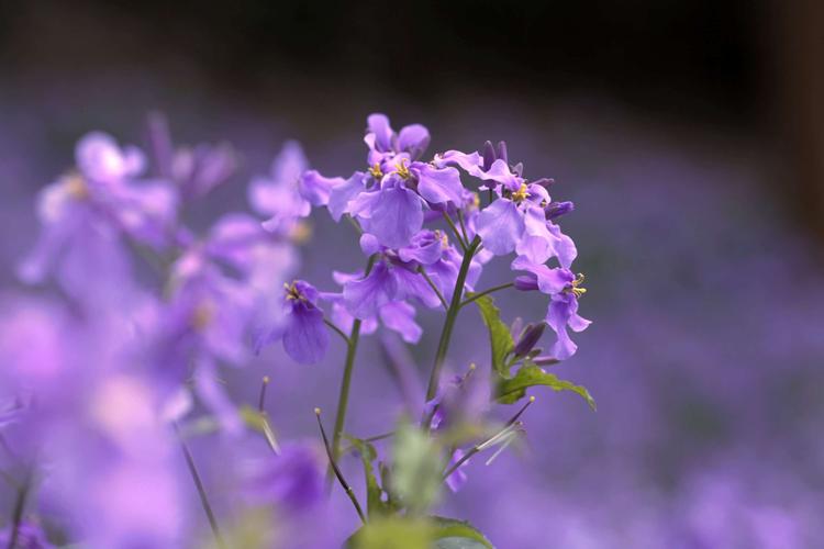 关于春天百花盛开的句子（《春花烂漫》——百花盛开的唯美诗句）