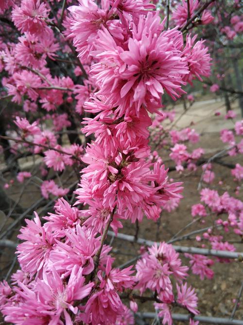 关于春天百花盛开的句子（《春花烂漫》——百花盛开的唯美诗句）