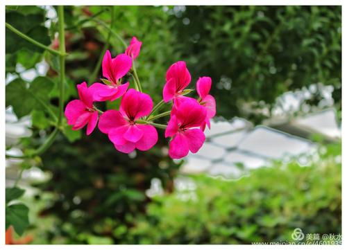 关于春天百花盛开的句子（《春花烂漫》——百花盛开的唯美诗句）