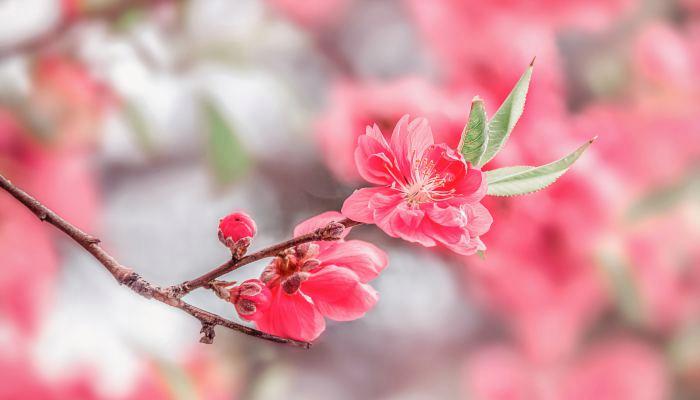 关于桃花的句子简短（桃花的唯美之姿）