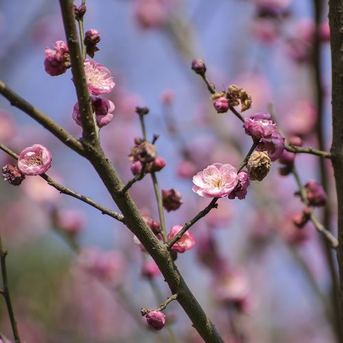 赞美梅花高贵的诗句（梅花高洁——唯美诗句的艺术鉴赏）