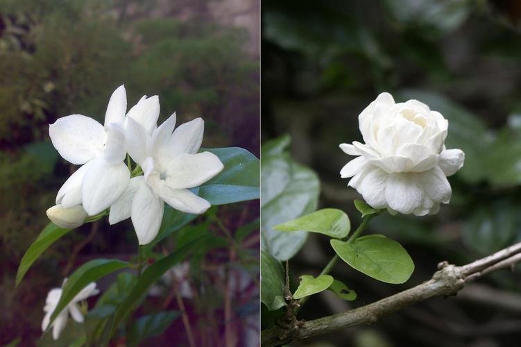 形容茉莉花香味的句子（唯美短句描绘茉莉花的优雅）