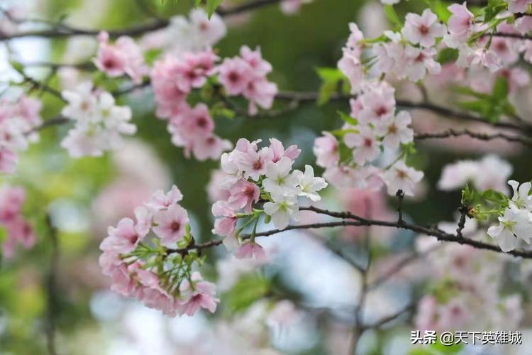 形容春暖花开的诗句搜狐（感受春季的美好，享受生命的馈赠）