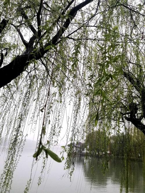 春雨绵绵优美句子（那一抹柔和的绿意）