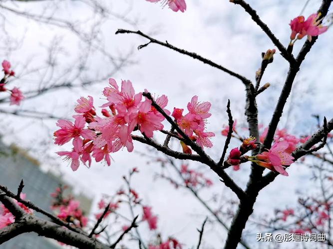 有关樱花的诗句或优美的句子爱情（樱花，最动人的春天礼物）