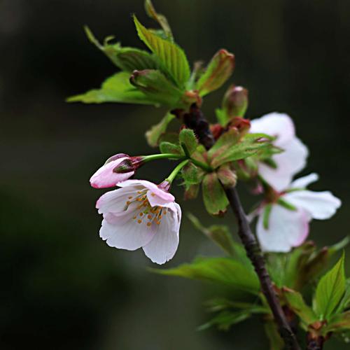 关于春天樱花的优美句子（春天樱花）