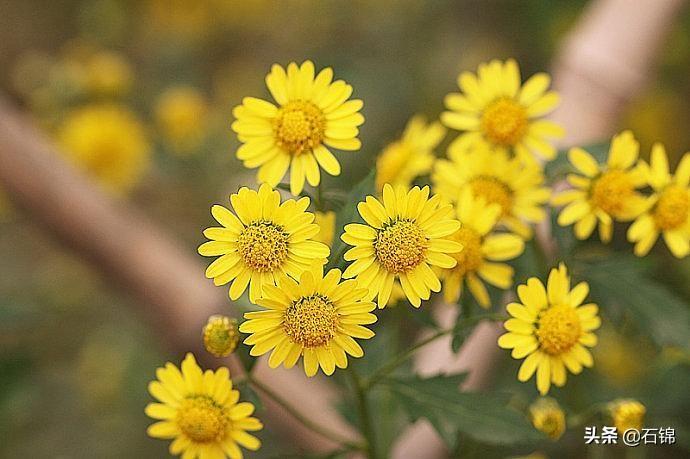 赞美菊花唯美古诗（五首经典菊花诗词）